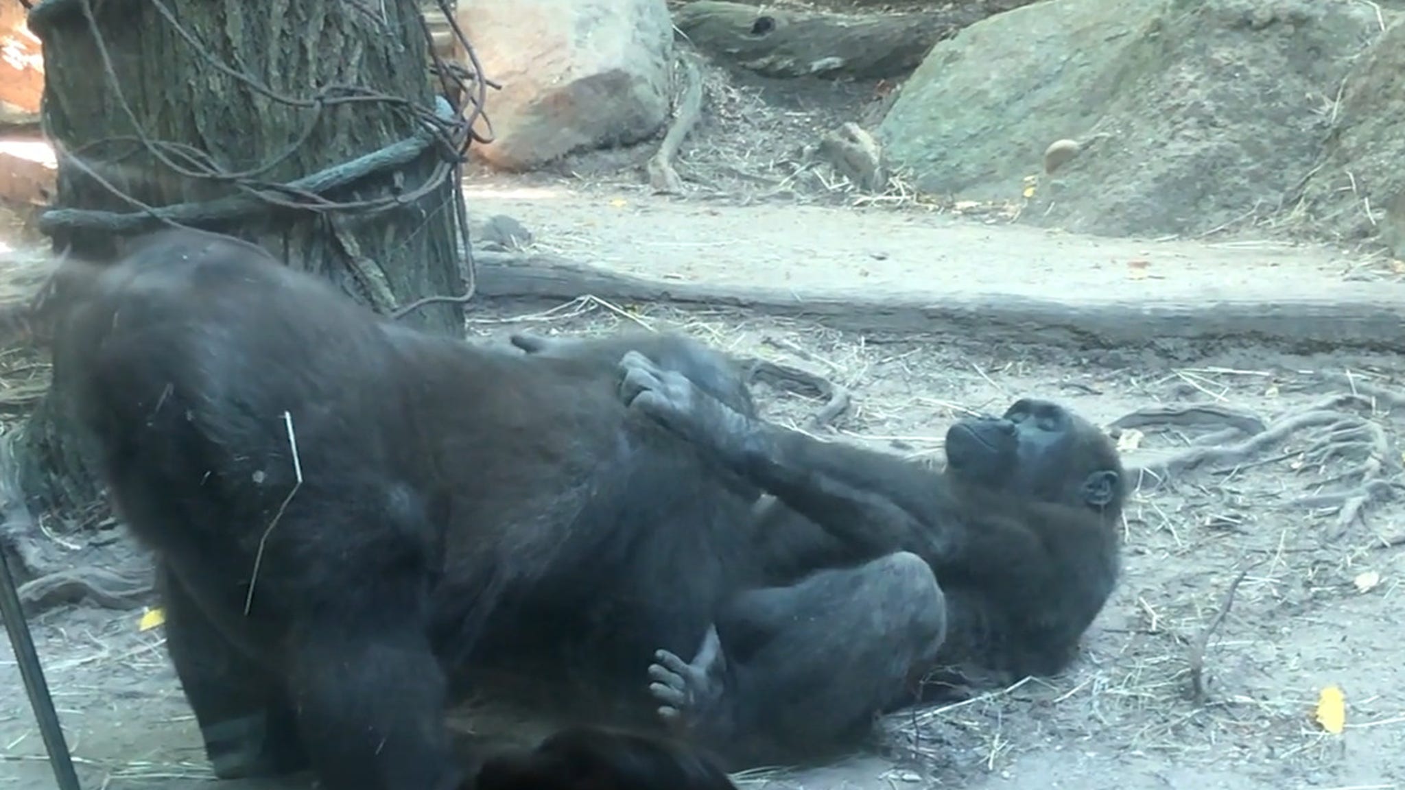 Gorilla having sex
