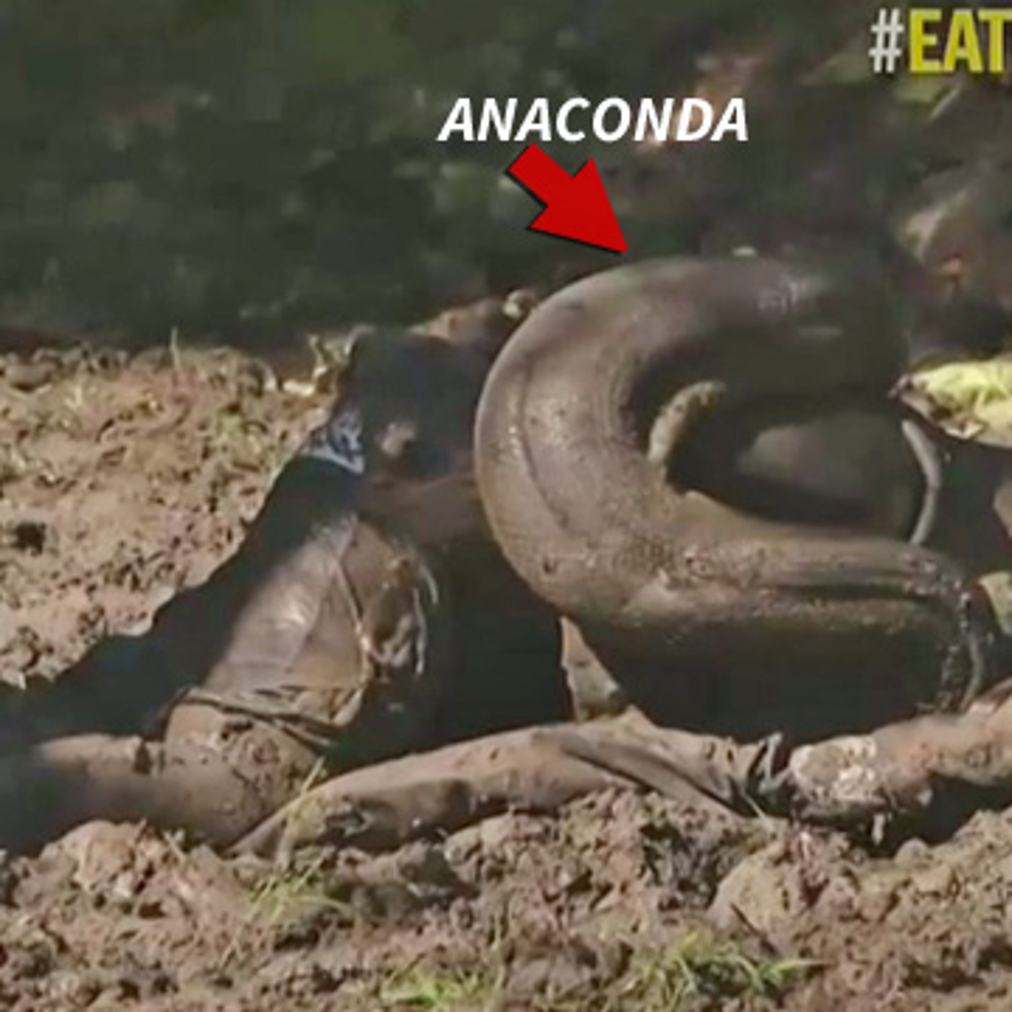Eaten Alive Anaconda Used In Failed Tv Stunt Was A Ringer