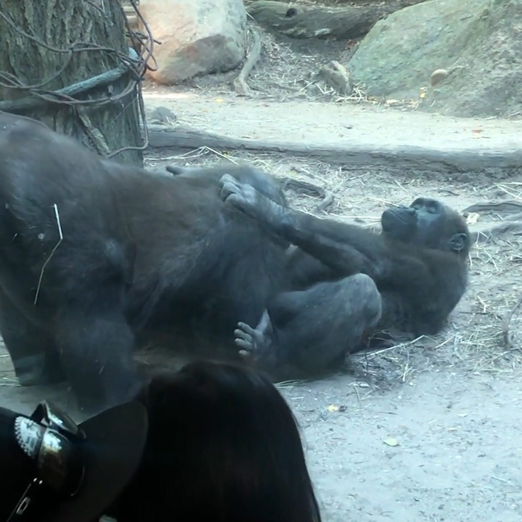 2048px x 2048px - Gorillas Perform Oral Sex at Bronx Zoo, Humans Horrified