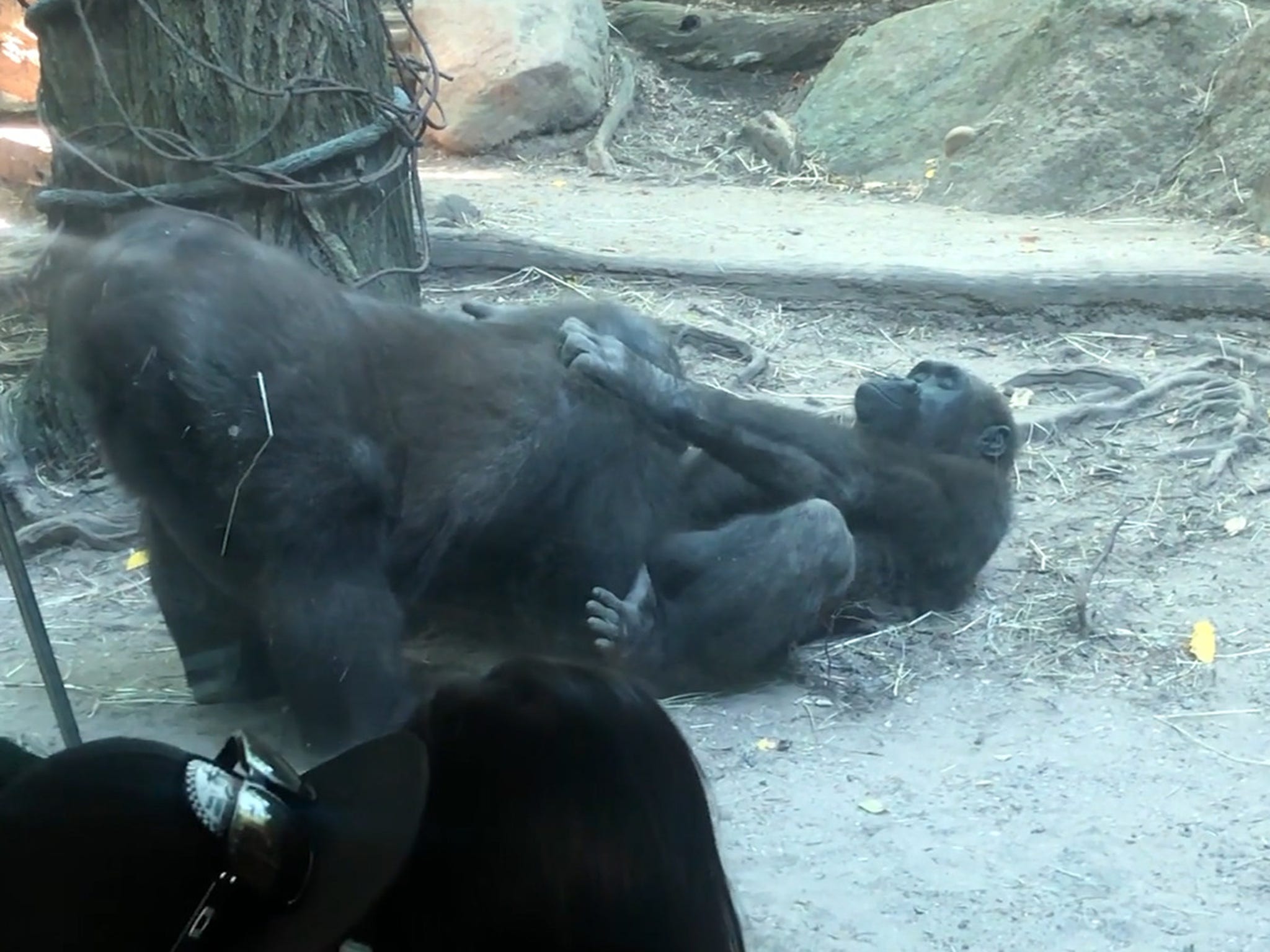 Zoo porn monkey