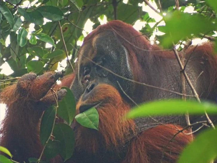 Orangotango sub 3