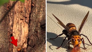 Deadly Murder Hornets Nest Found In Washington State, Invading U.S.