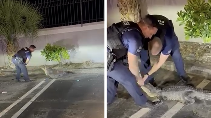 042226 police alligator kal