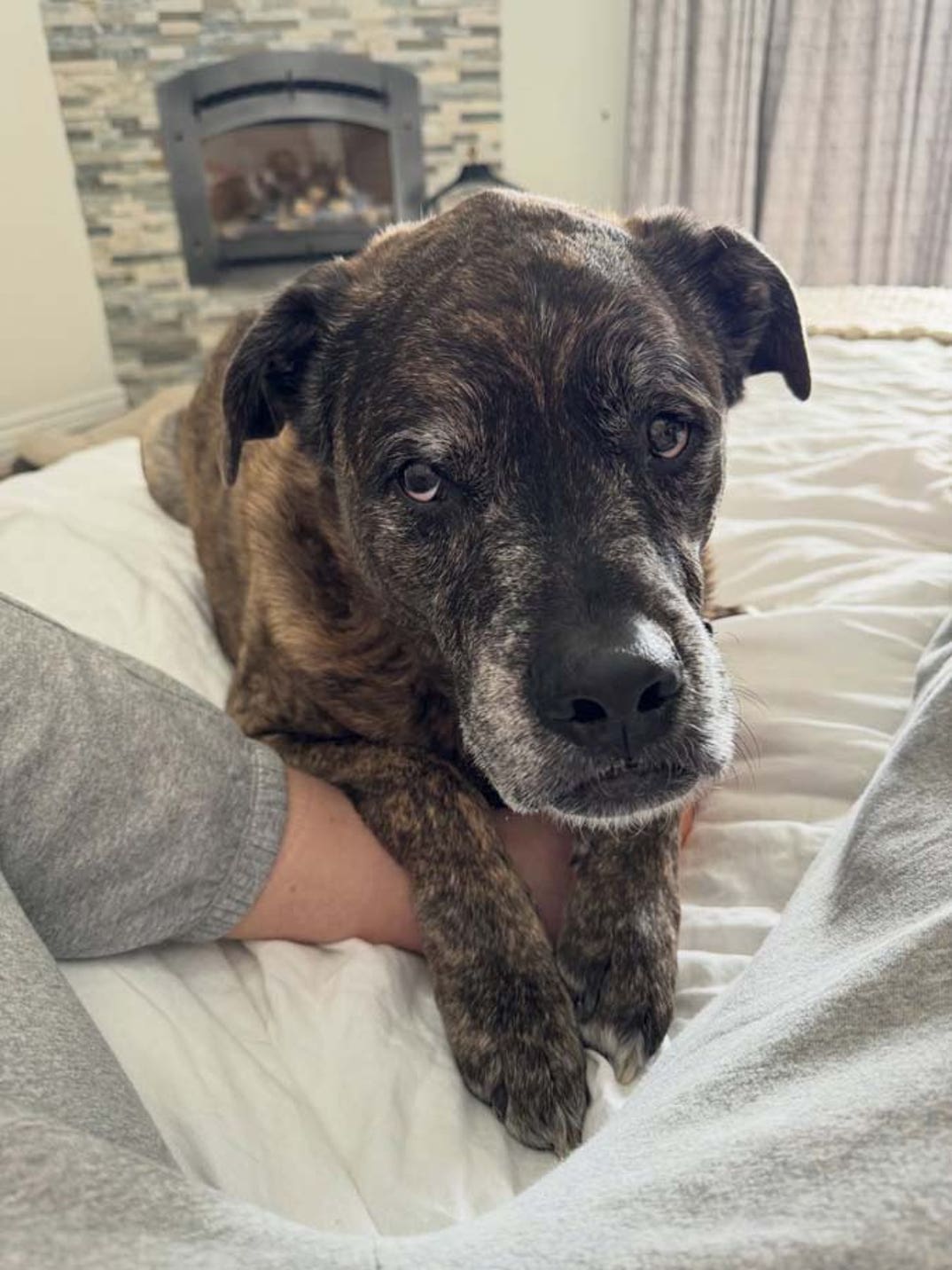 Lindsey Vonn dog