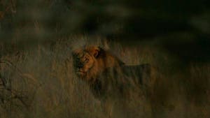 Jericho the Lion -- Cecil's 'Brother' -- Alive and Well!!! (PHOTO)