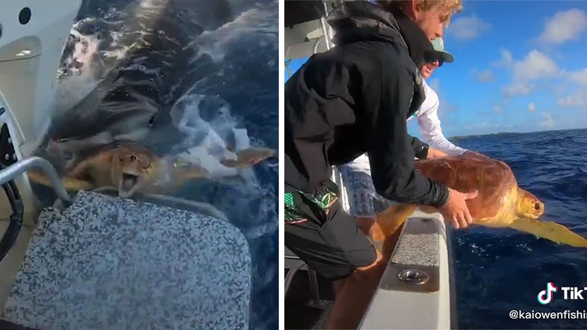 Wild Video of Two Men Saʋing Turtle Froм a Tiger Shark Attack