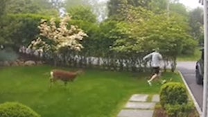 Mama Deer Chases Down Man Who Accidentally Stepped on Her Baby