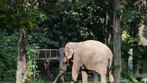 Bronx Zoo Elephant Happy Will Remain in Enclosure, Not Legally a Person