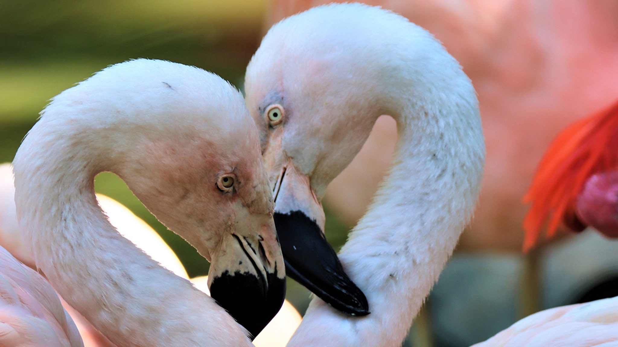 Same-Sex Flamingo Couple Break Up in Denver Zoo
