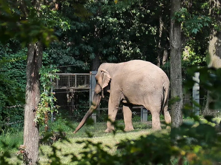 Bronx Hayvanat Bahçesi Fil Mutlu, Yasal Olarak Bir Kişi Değil, Muhafazada Kalacak