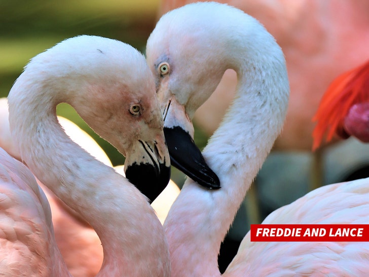 Same-Sex Flamingo Couple Break Up in Denver Zoo.jpg