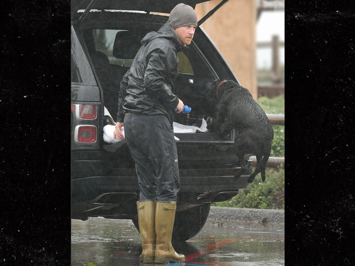Prince Harry Walks His Dog in Rainstorm Amid Memoir Headlines