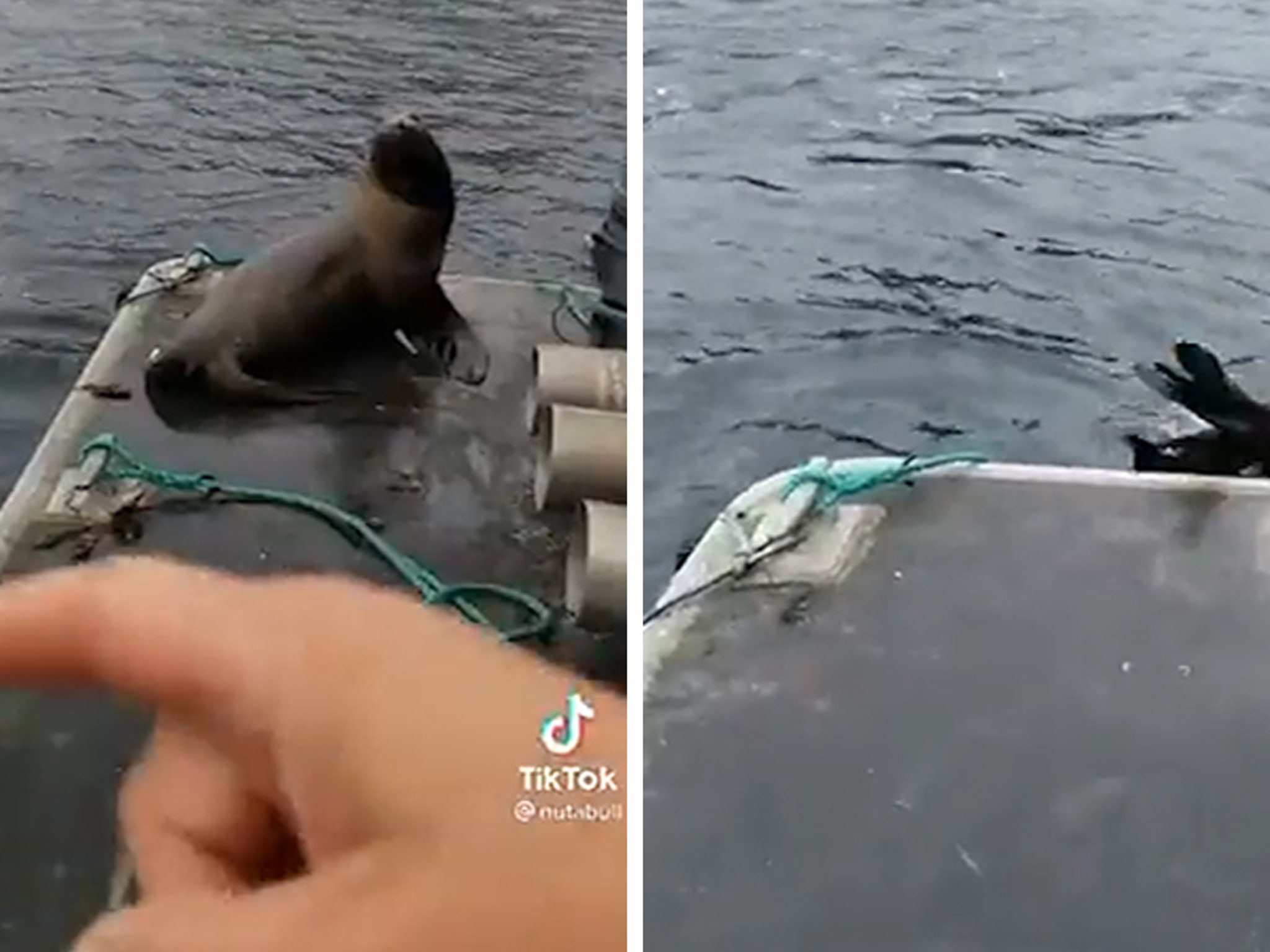 Sea Lion Leaps From Boat Into Orca-Infested Waters