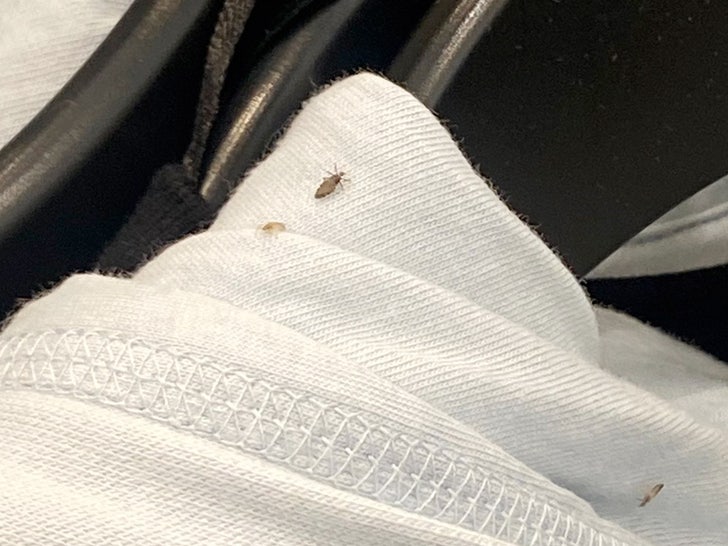 An H&M Store in NYC Closes After Employee Shares Photo Showing Bugs on  Clothing