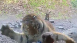 Dublin Zoo Tiger Stalks and Lunges at Boy from Inside Enclosure