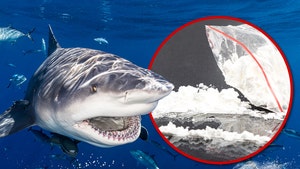 sharks cocaine