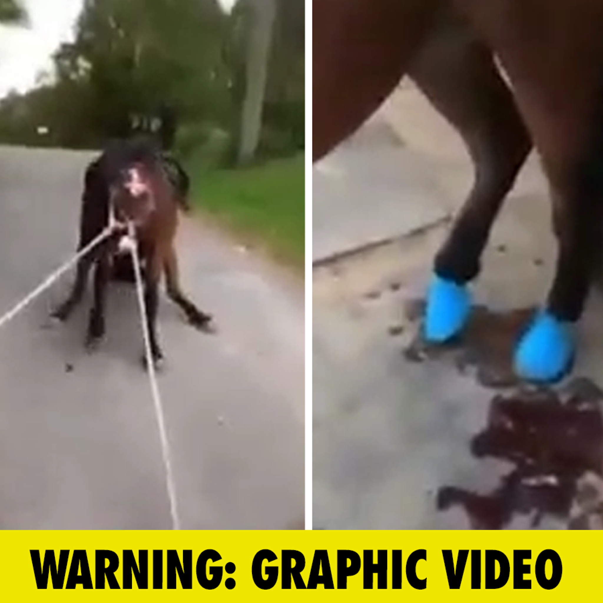 Woman Hit With Animal Abuse Charge After Disturbing Horse Training Videos  Surface
