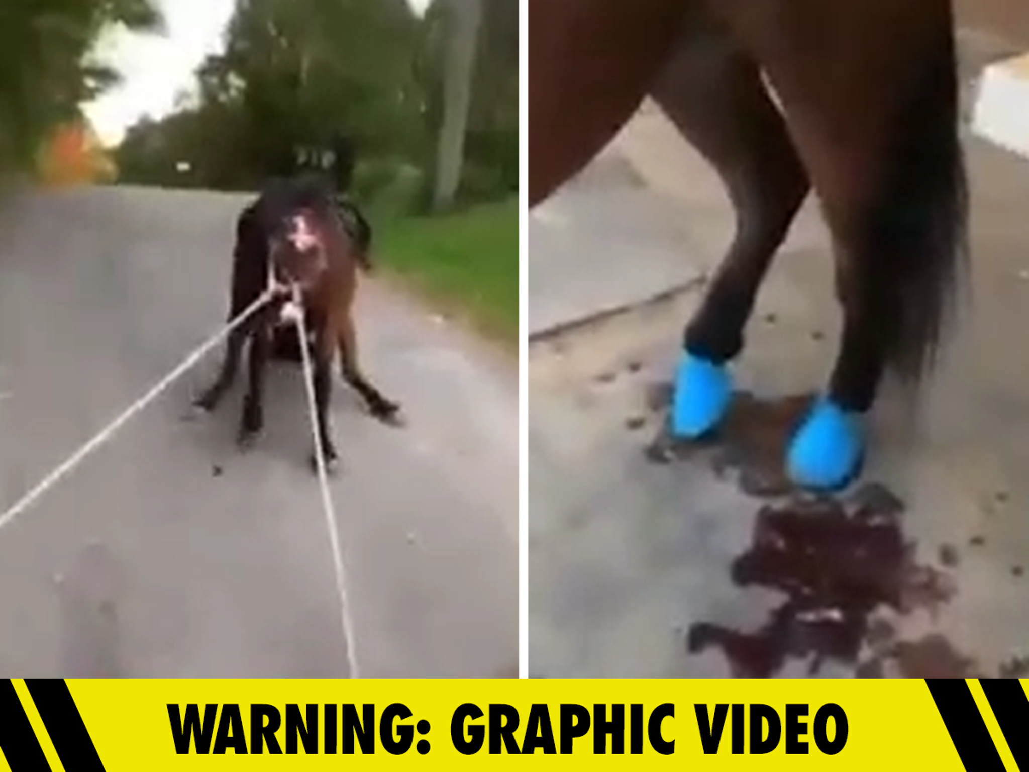 Horse Blood Sex - Woman Hit With Animal Abuse Charge After Disturbing Horse Training Videos  Surface