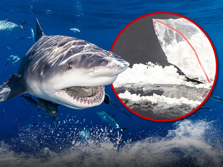 sharks cocaine