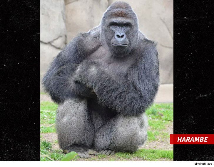 Why Was Harambe the Gorilla in a Zoo in the First Place