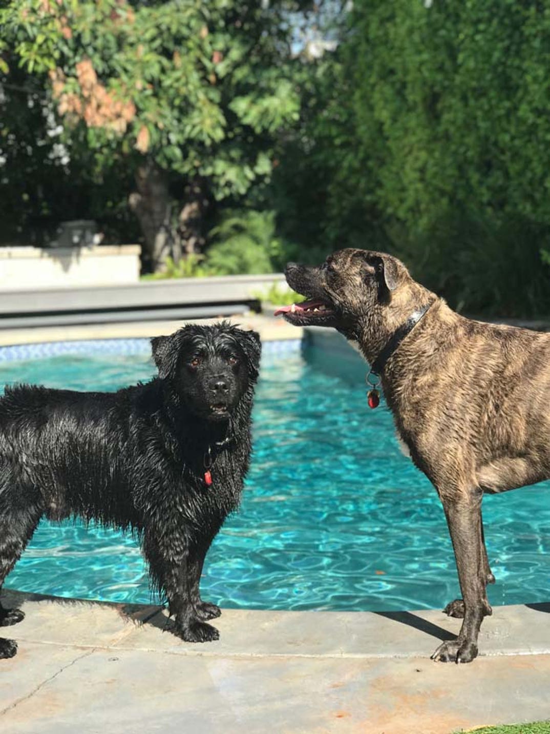 Lindsey Vonn dog