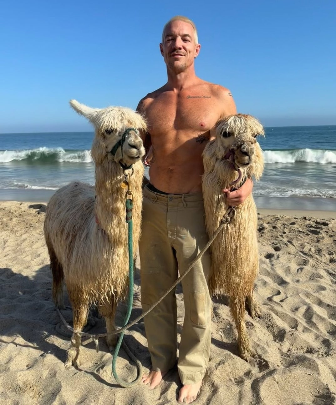 Diplo