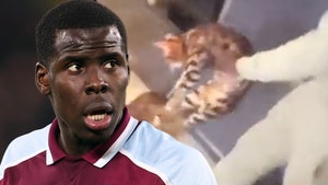 Authorities Take Kurt Zouma's Cats After Soccer Star Was Seen Beating Animals On Video