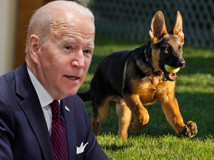 joe biden and dog commander getty twitter 1