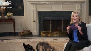 Dr. Jill Biden and First Dogs Shoot PSA for Puppy Bowl