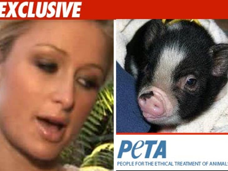 Paris Hilton Tea cup pig