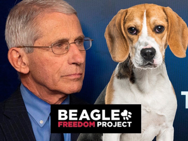 anthony fauci beagle freedom project