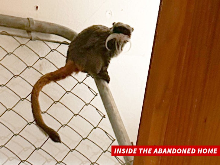 tamarin monkey inside the abandoned home
