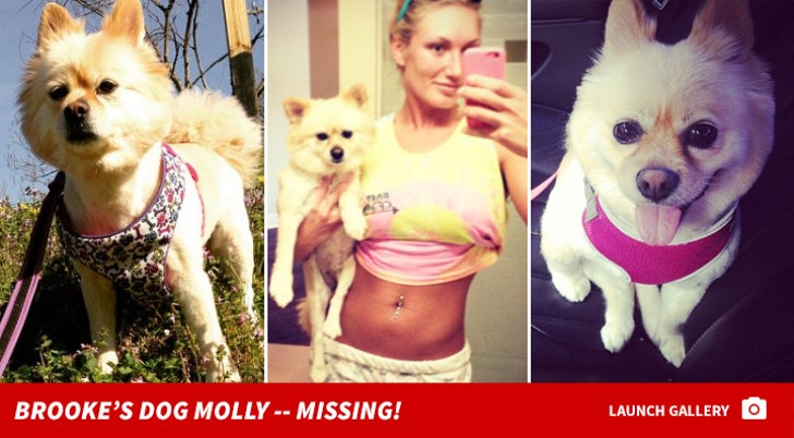Brooke Hogan's Dog Molly -- MISSING!
