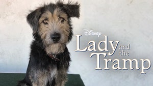 Disney's New 'Tramp' Went from Kill Shelter to Movie Star