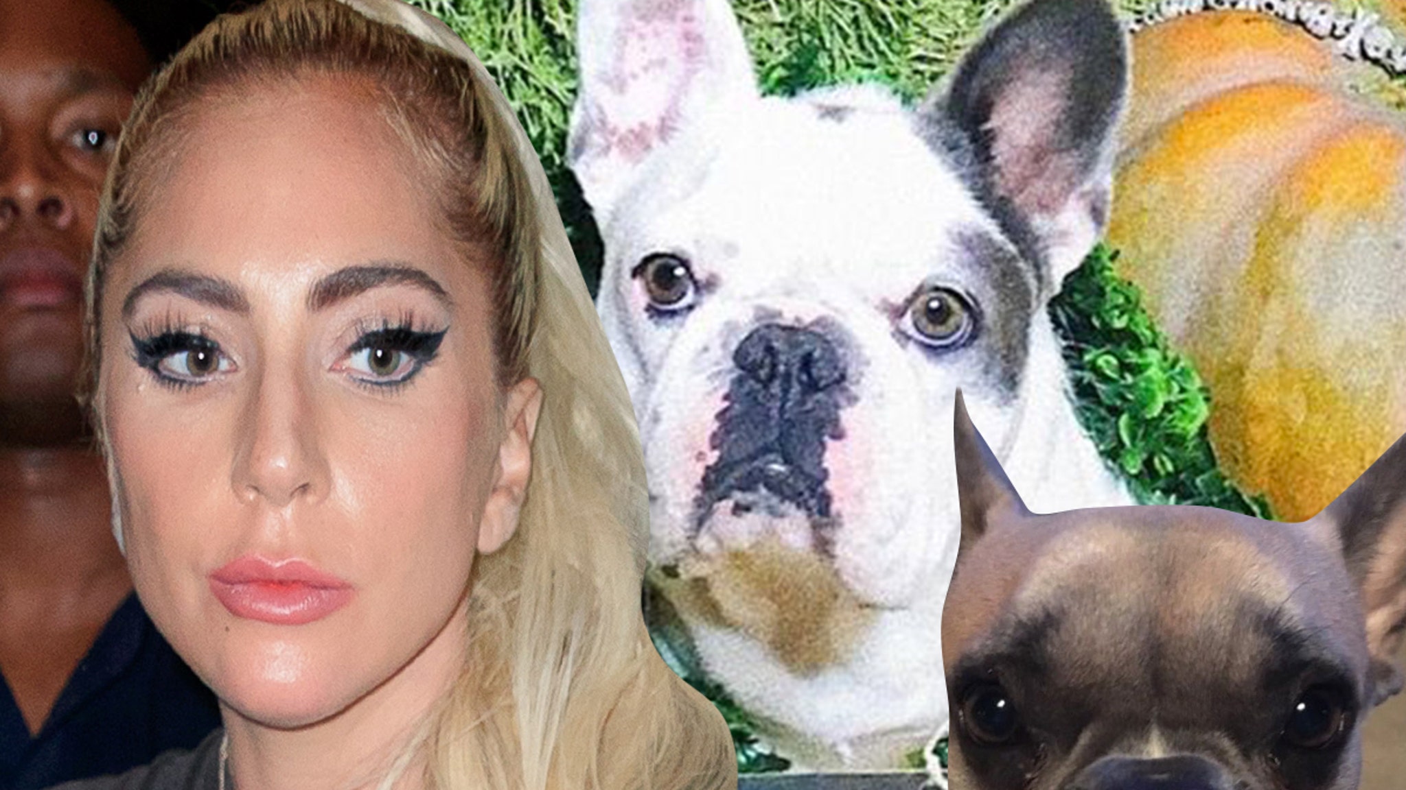 Lady Gaga's Dog Walker Shot, 2 Dogs Stolen, Gaga Offers $500K Reward - TMZ