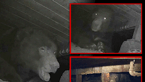 525lb Bear Found Under Evacuated House in Altadena