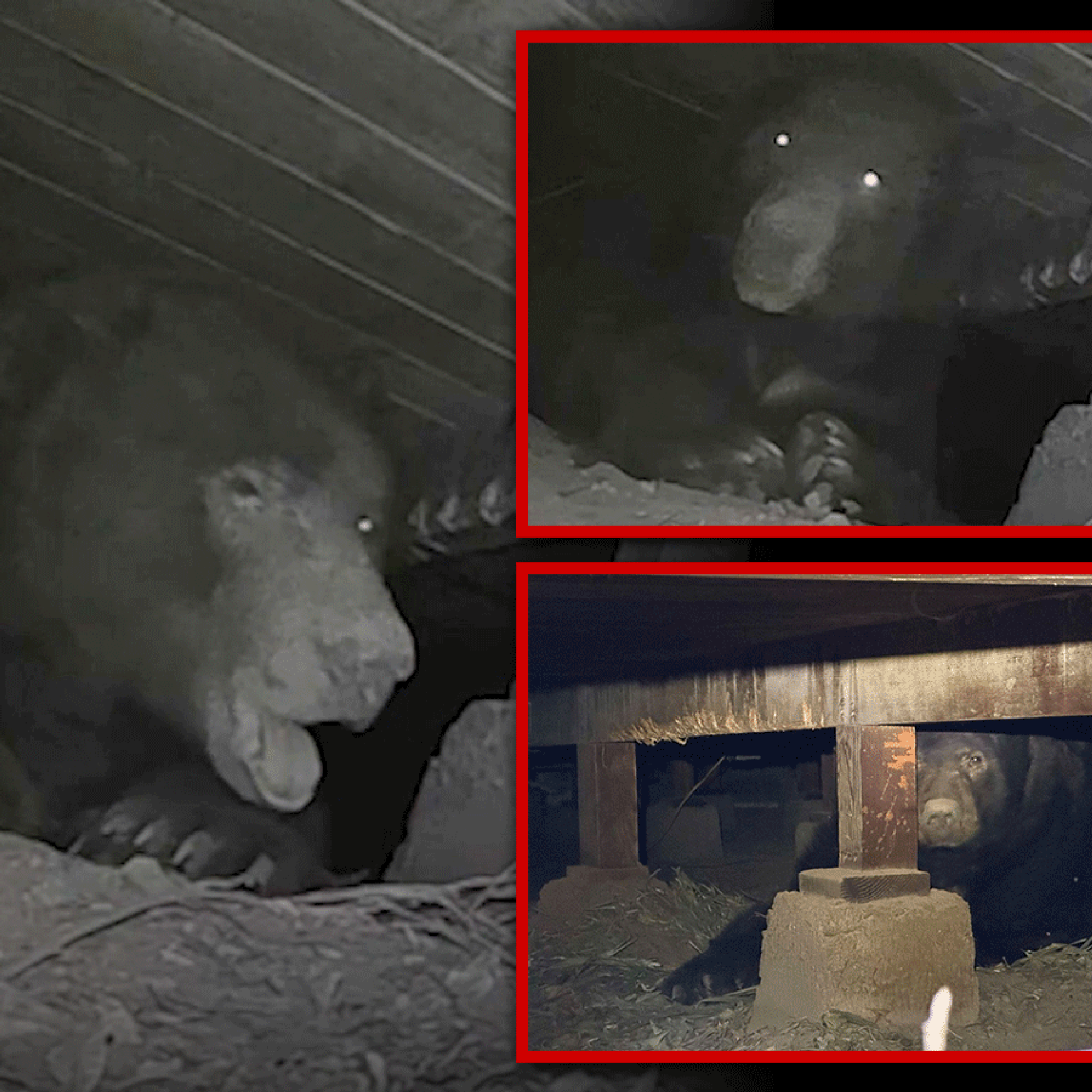 525-Pound Bear Found Under Evacuated House in Altadena