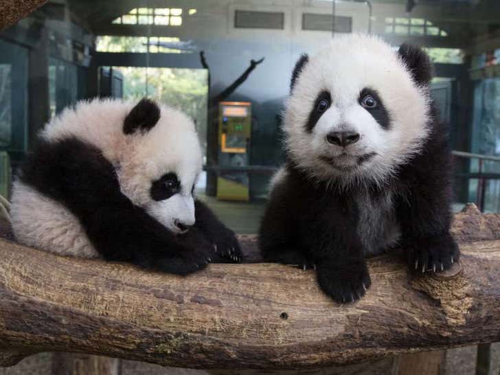 Ya Lun & Xi Lun -- Panda Pics