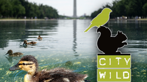 main reflecting pool duck getty 2