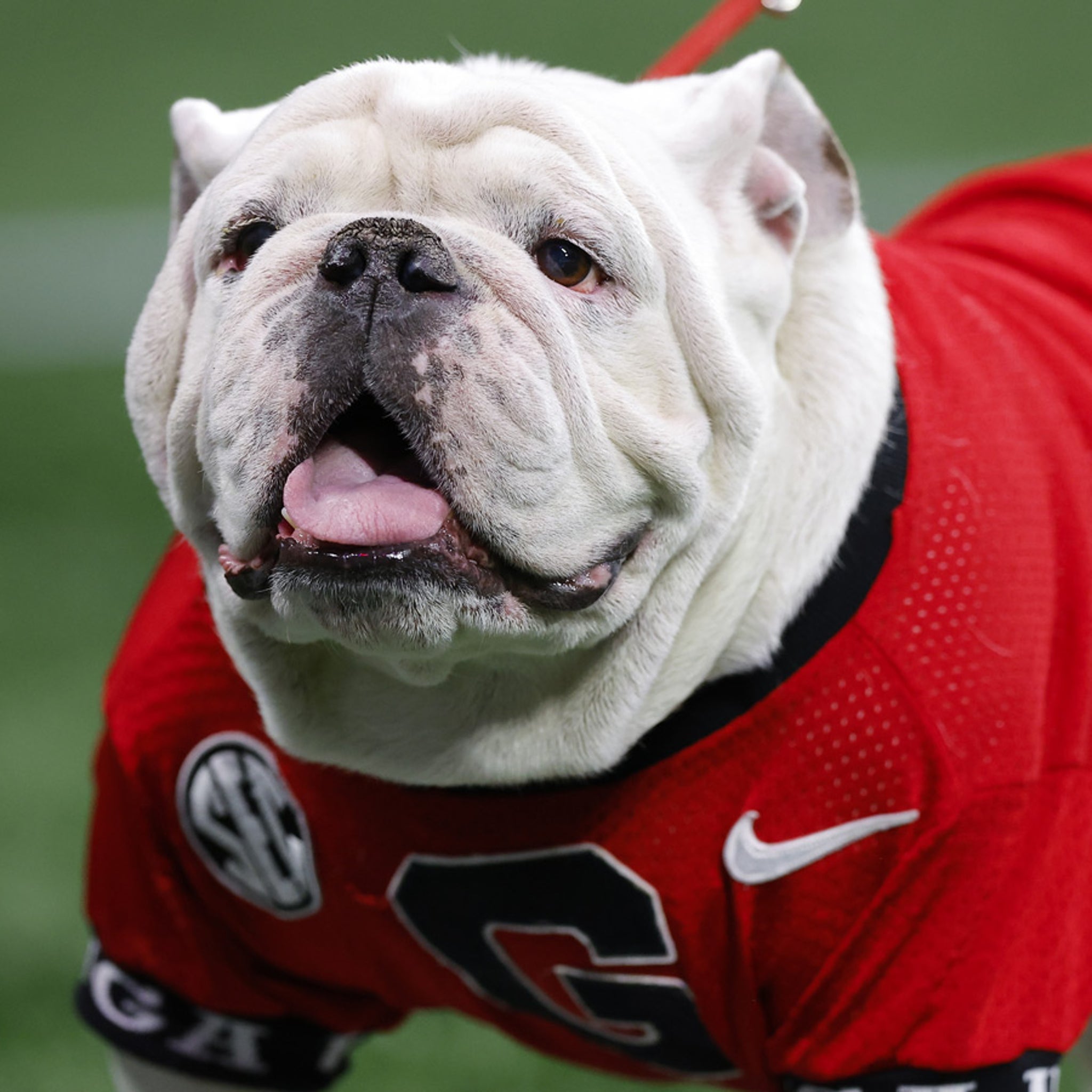 Georgia's Bulldog Mascot Uga X Dead at 10