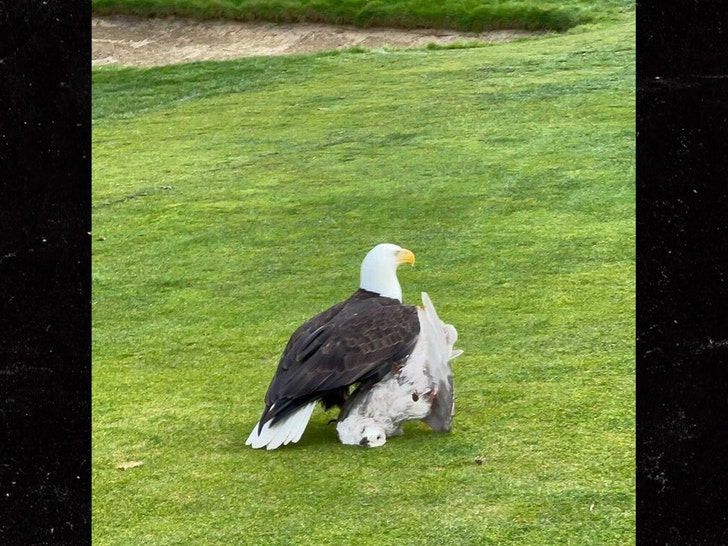 0402-bald eagle-thomastommytee-ig