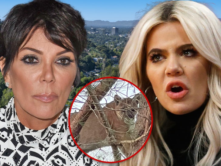 Mountain Lion Seen in Kris Jenner, Khloe Kardashian’s Neighborhood