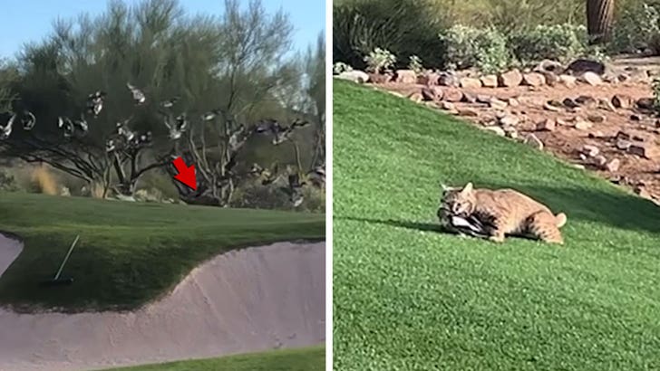 Bobcat Hunts Down Bird On Arizona Golf Course, Wild Video!.jpg
