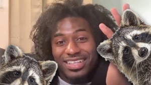 xavier legette raccoons x istock