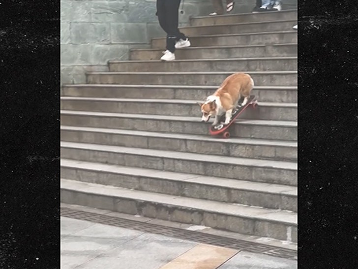 081925_corgi_skateboard_stairs_primary