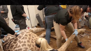 Cincinnati Zoo Giraffe Dies After Complications From Hoof Procedure