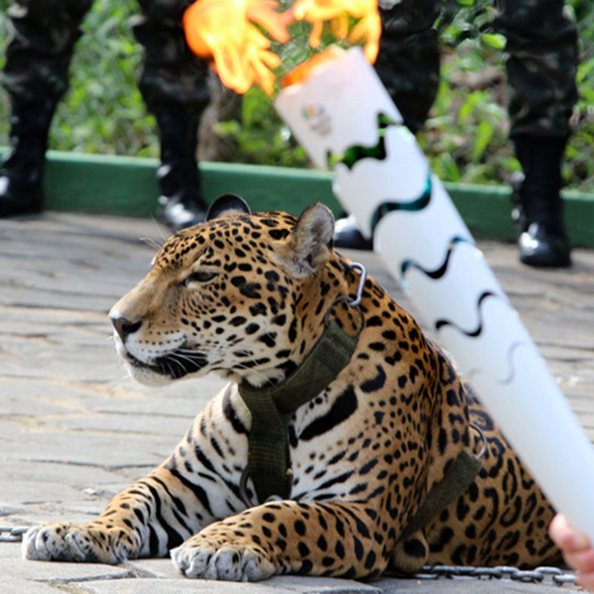 Rio Olympics: 'Mascot' Jaguar Shot Dead After Torch Ceremony, image size:2048x2048