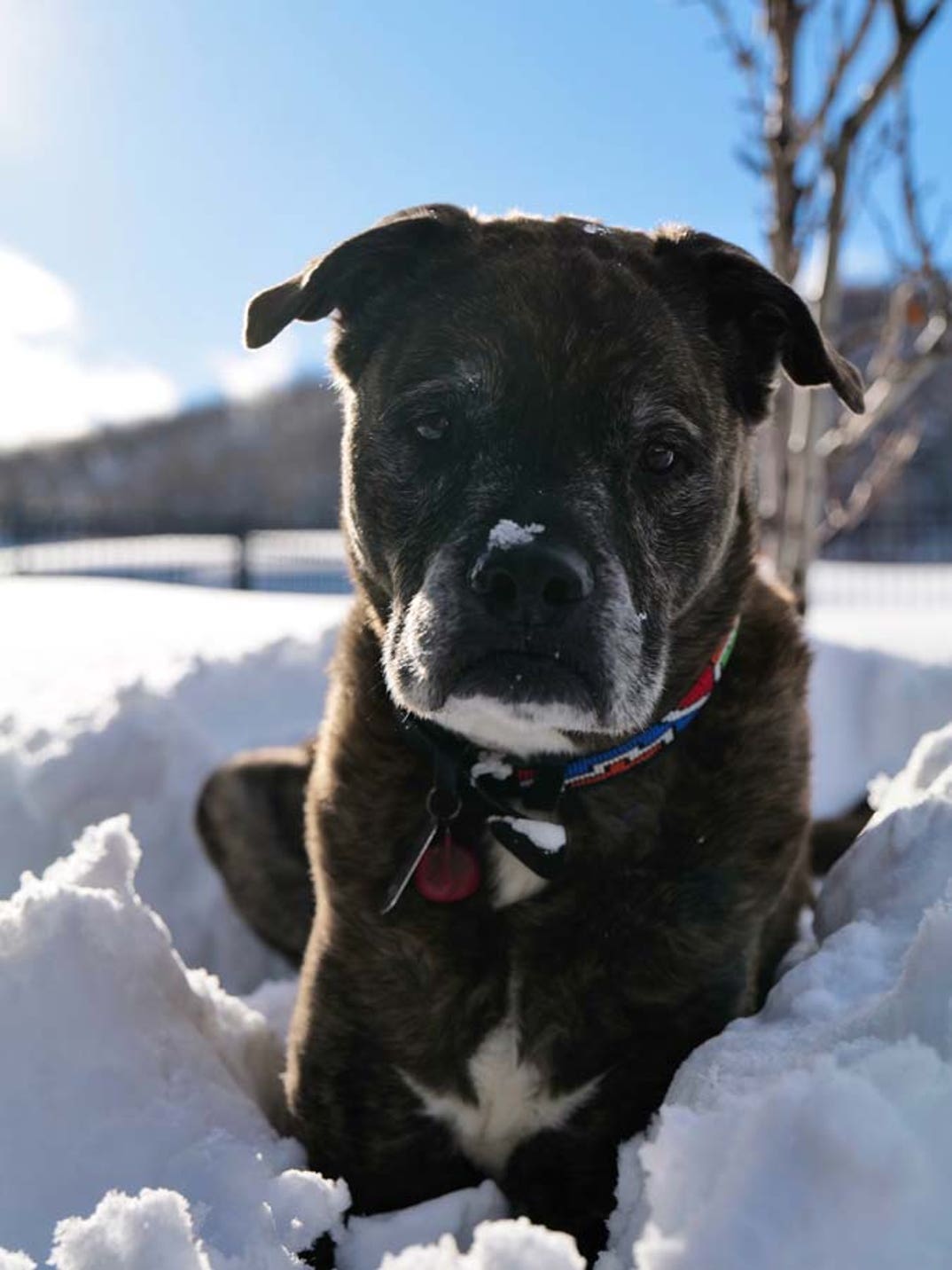 Lindsey Vonn dog