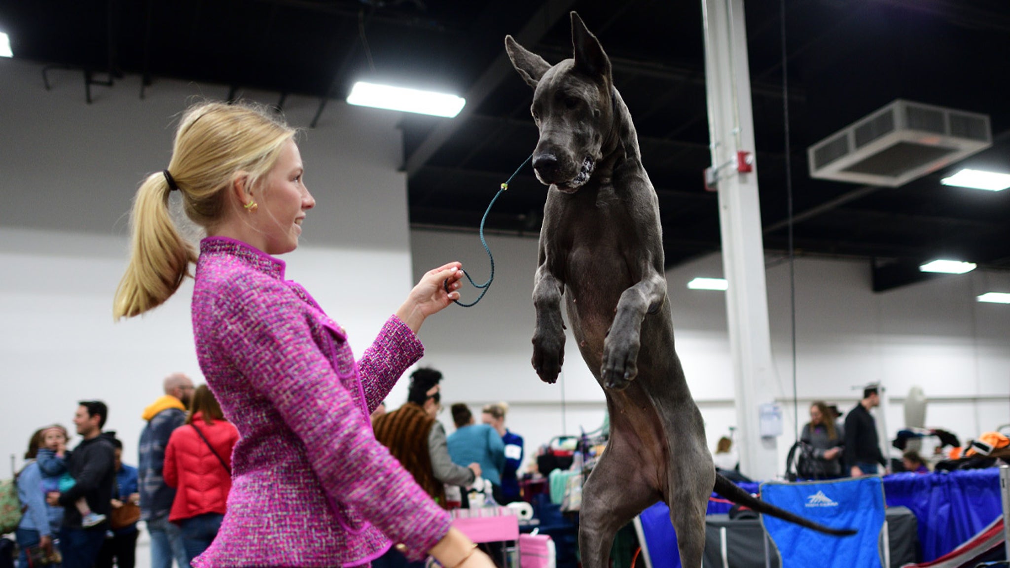National Dog Show Presented By Purina, Behind The Scenes Photos