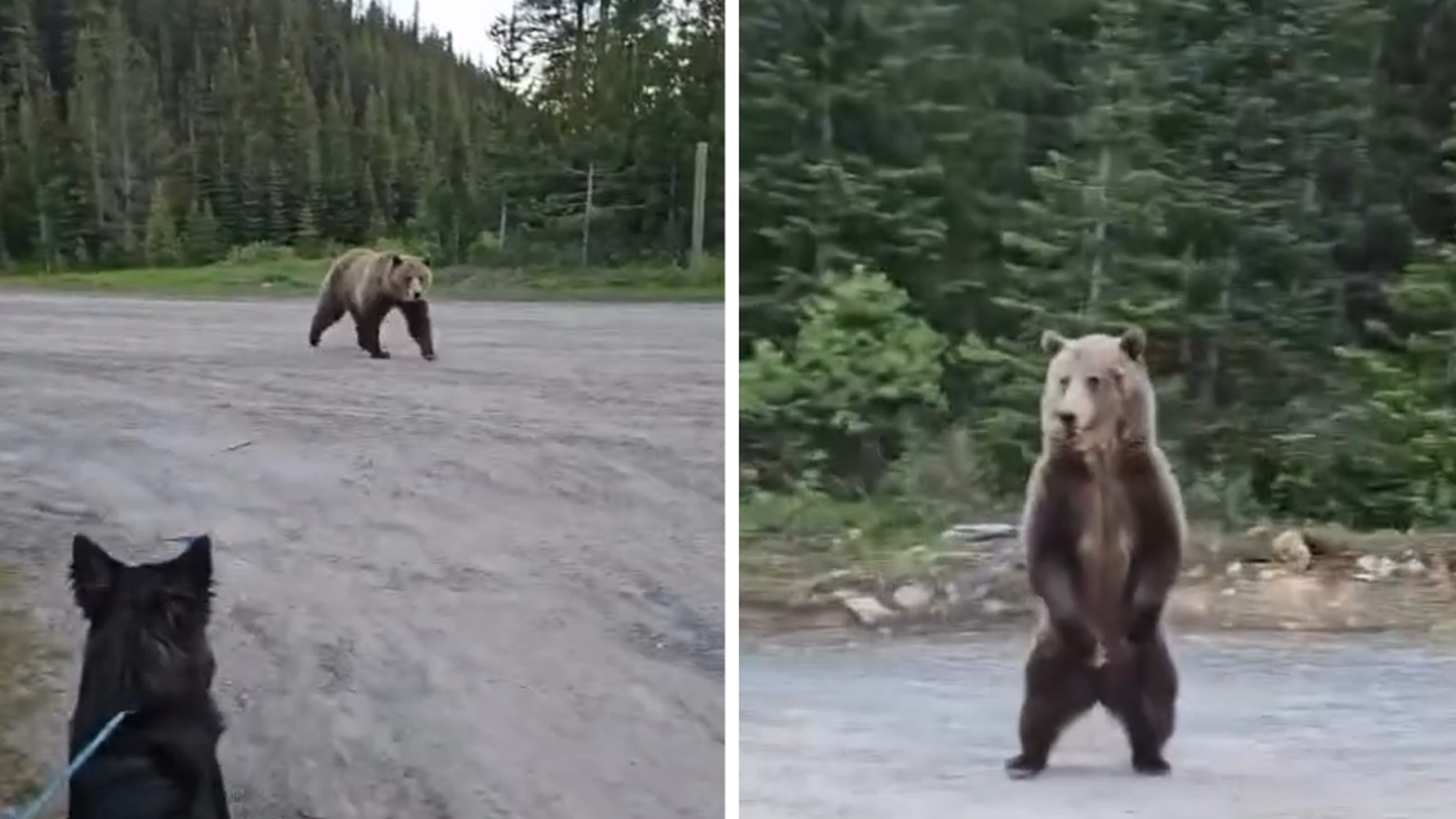 Wild Encounter: Grizzly Charges Hiker in Canada